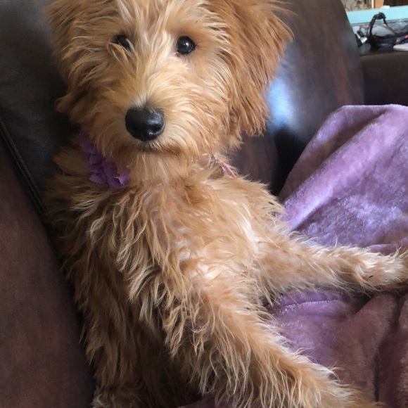 Meet your Posher, Danielle - Picture 1 of 1